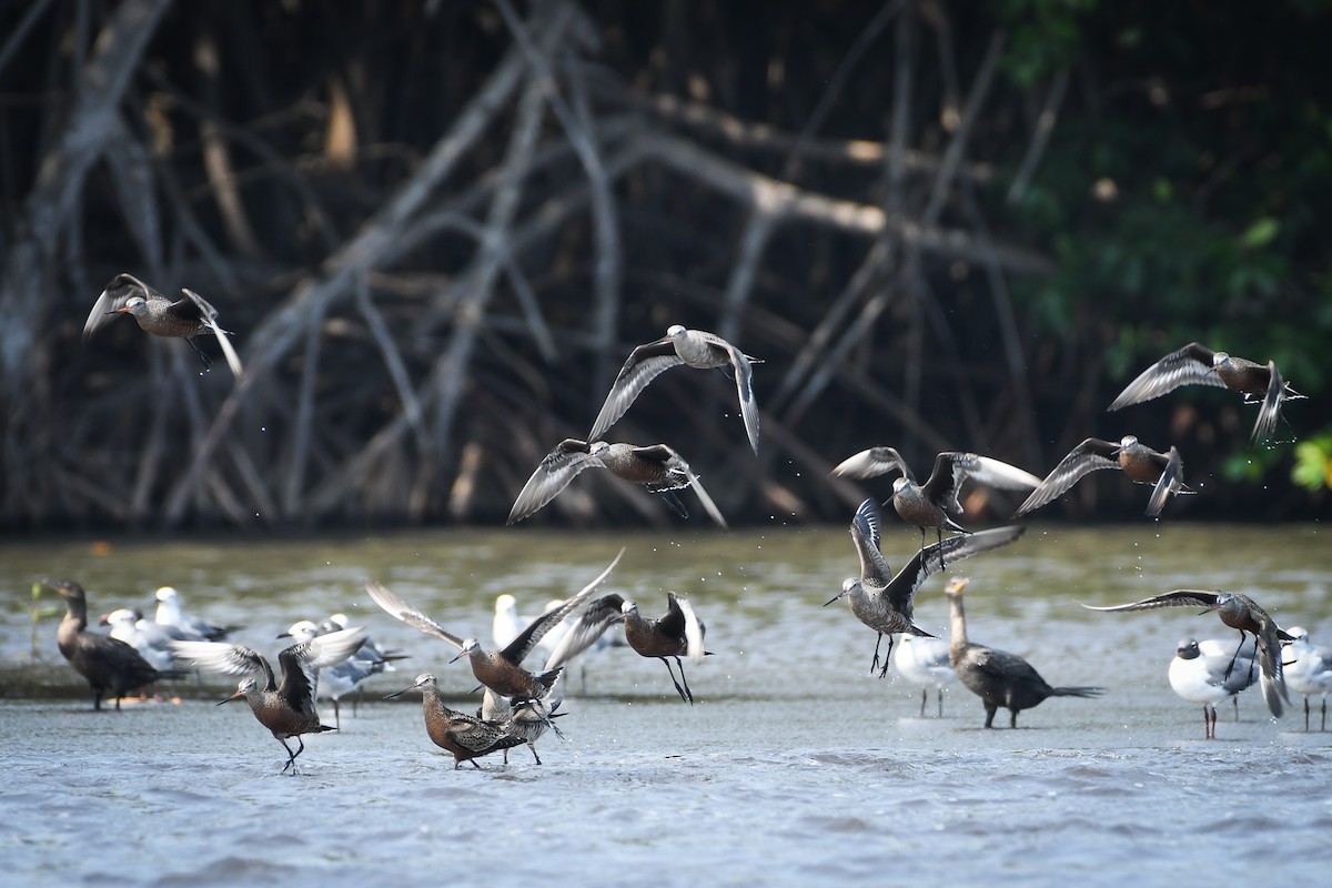 Hudsonian Godwit - ML432054451