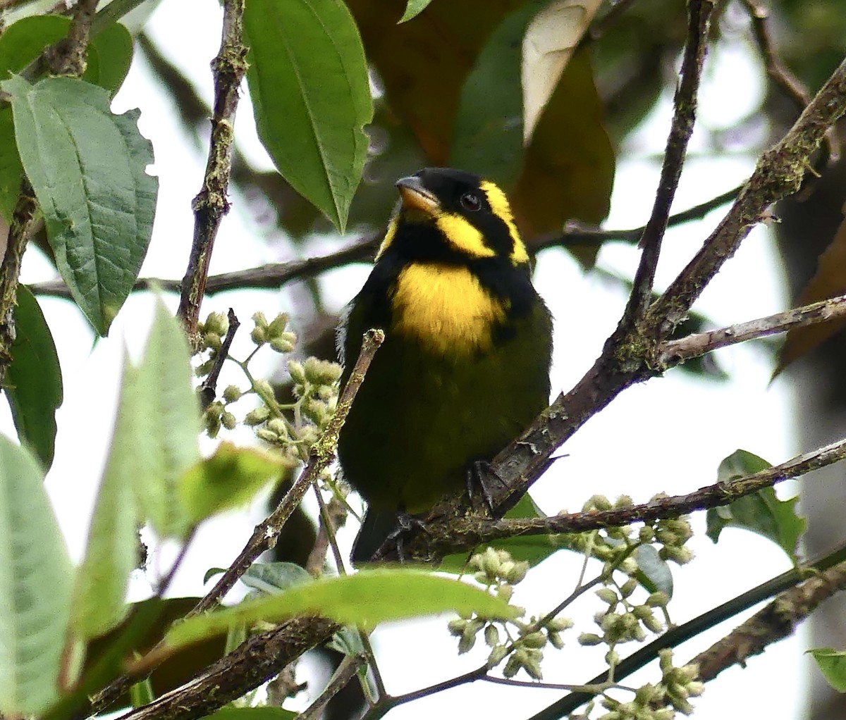 Gold-ringed Tanager - ML432056701