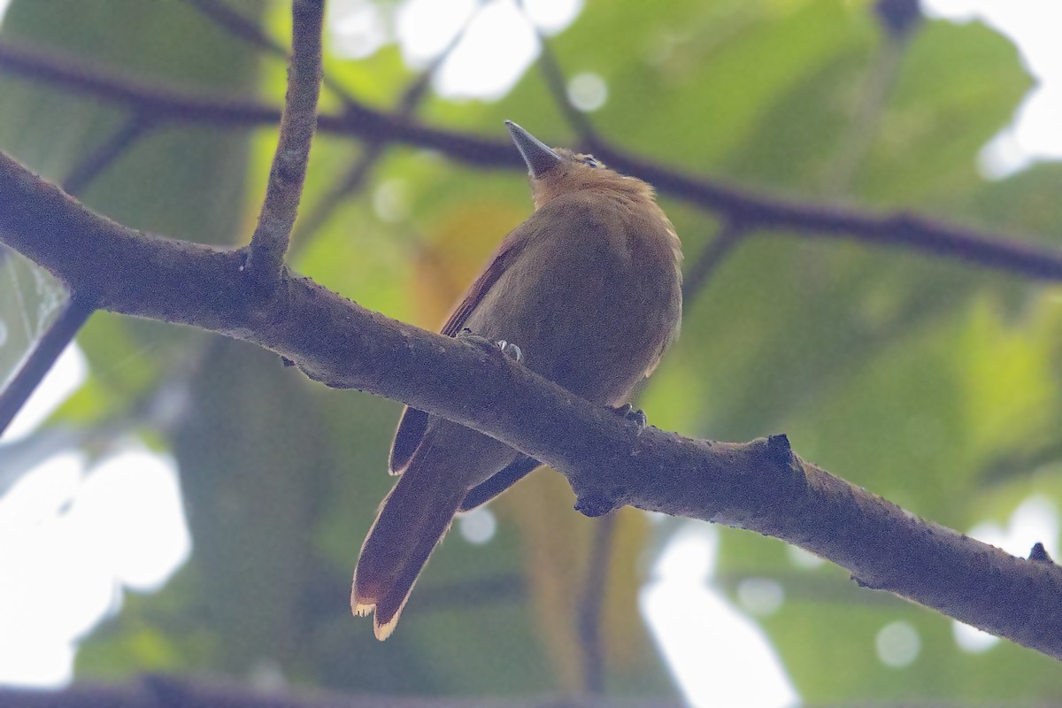 Rufescent Antshrike - ML432056711