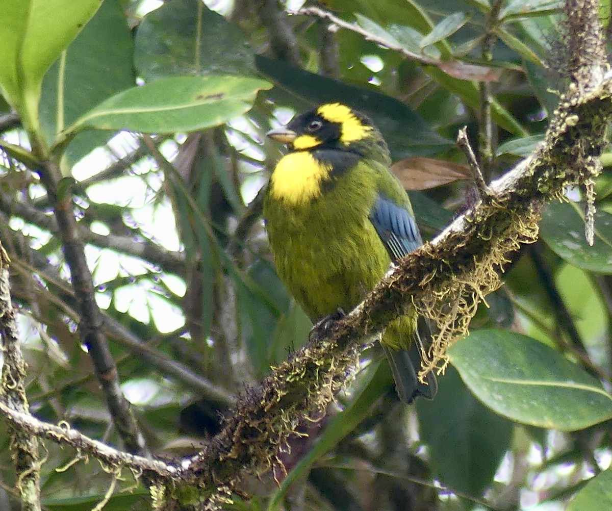 Gold-ringed Tanager - ML432056791