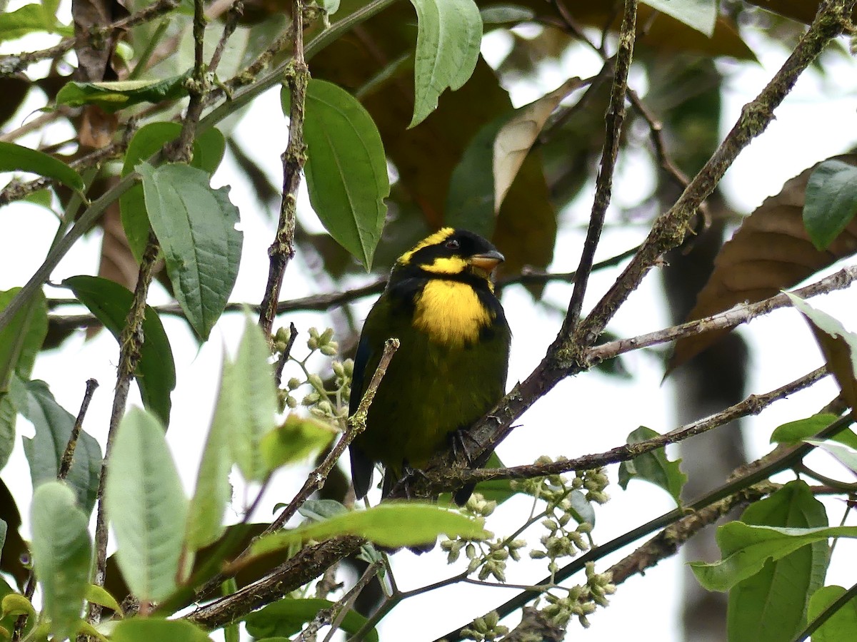 Gold-ringed Tanager - ML432056821