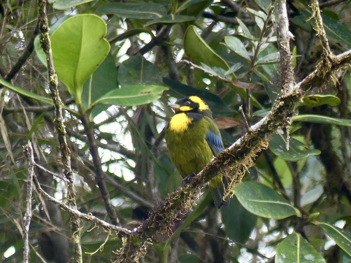 Gold-ringed Tanager - ML432056851