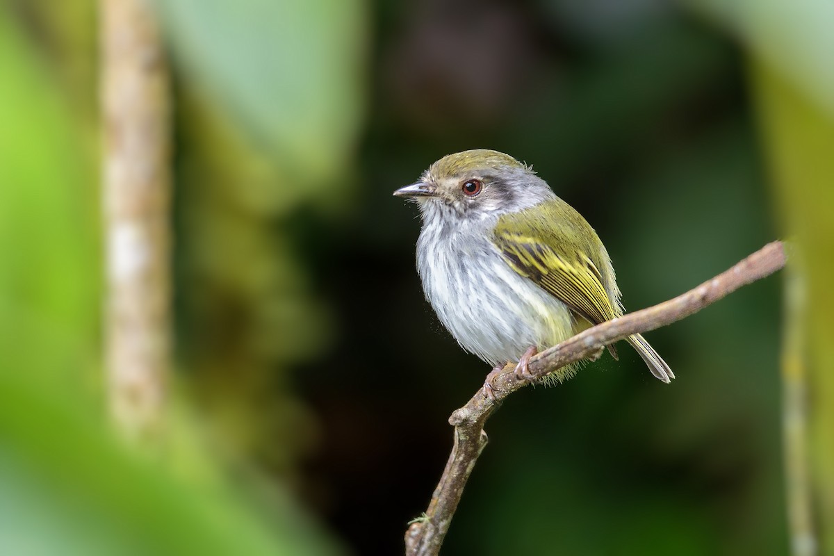 White-bellied Pygmy-Tyrant - ML432056931