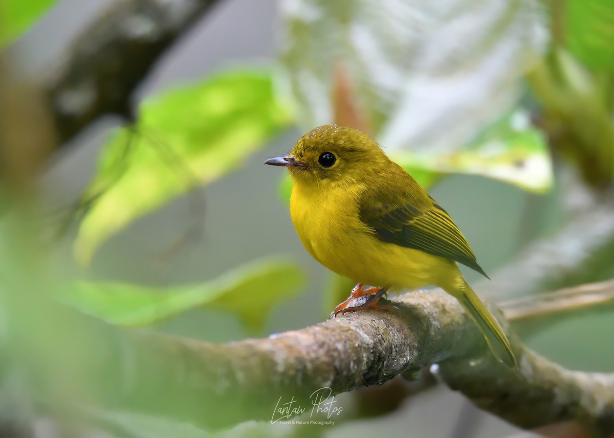 Citrine Canary-Flycatcher - ML432057631