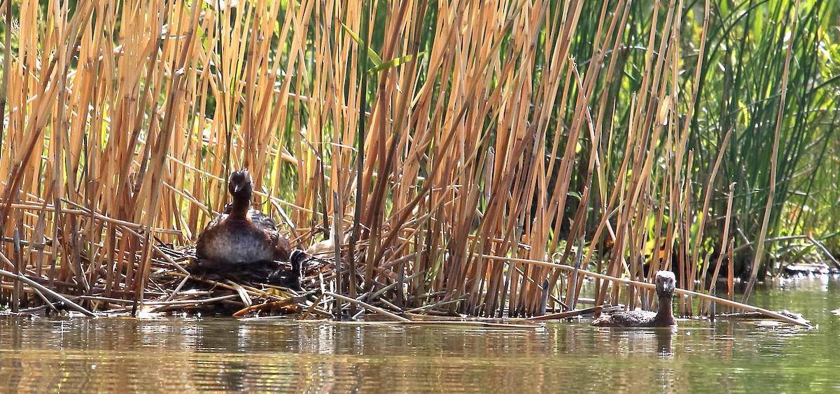 Horned Grebe - Kim Mann