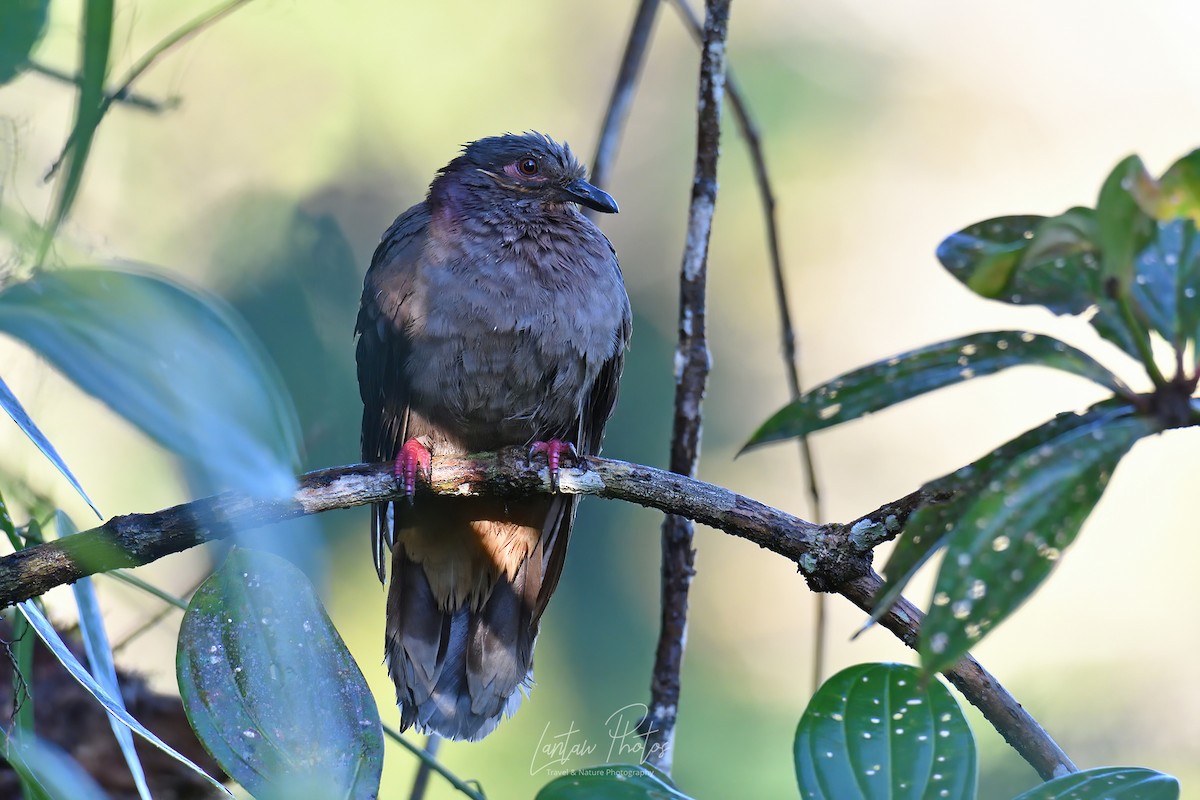 Amethyst Brown-Dove (Amethyst) - ML432058851