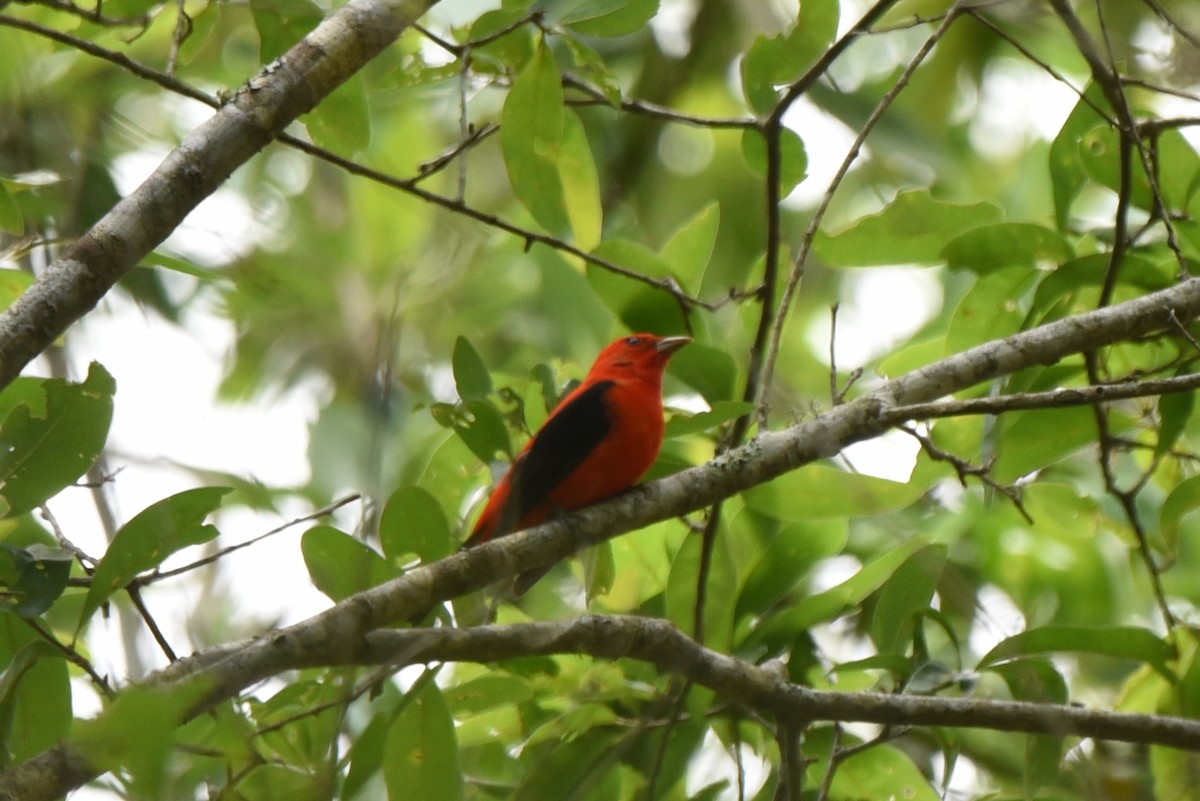Scarlet Tanager - ML432058921