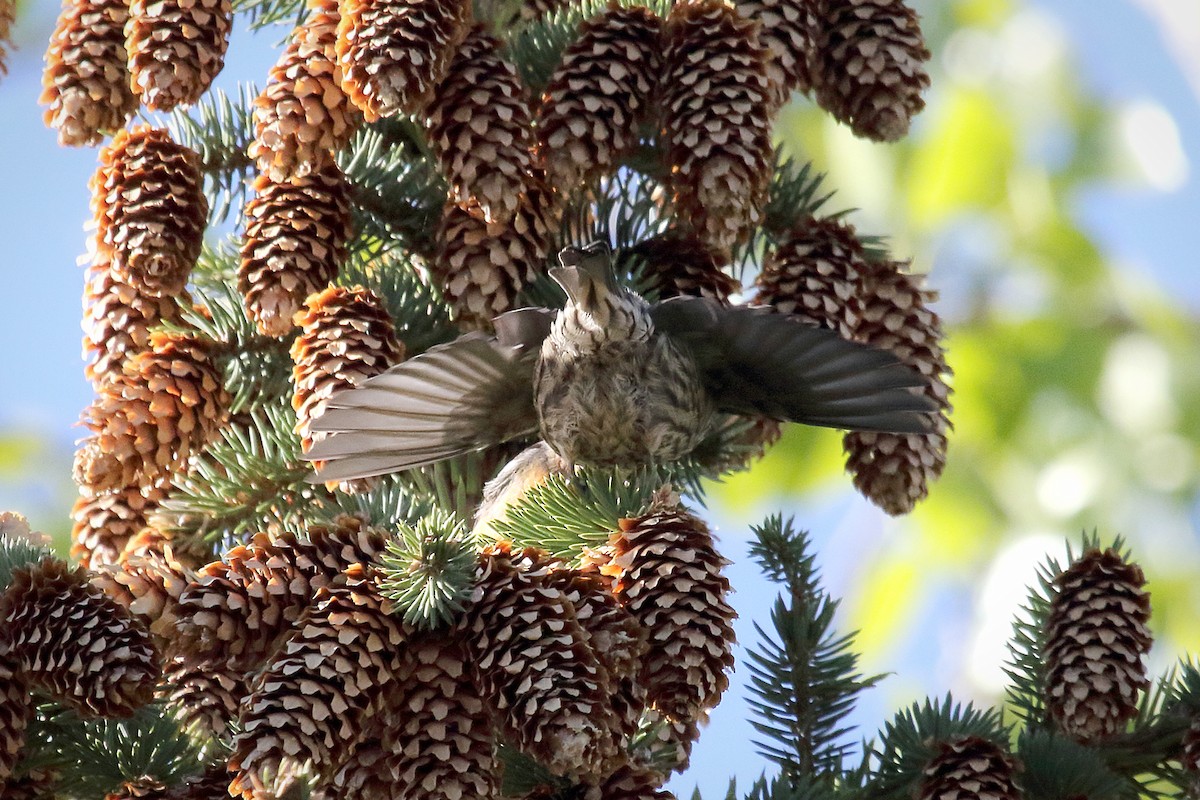 White-winged Crossbill - Kim Mann