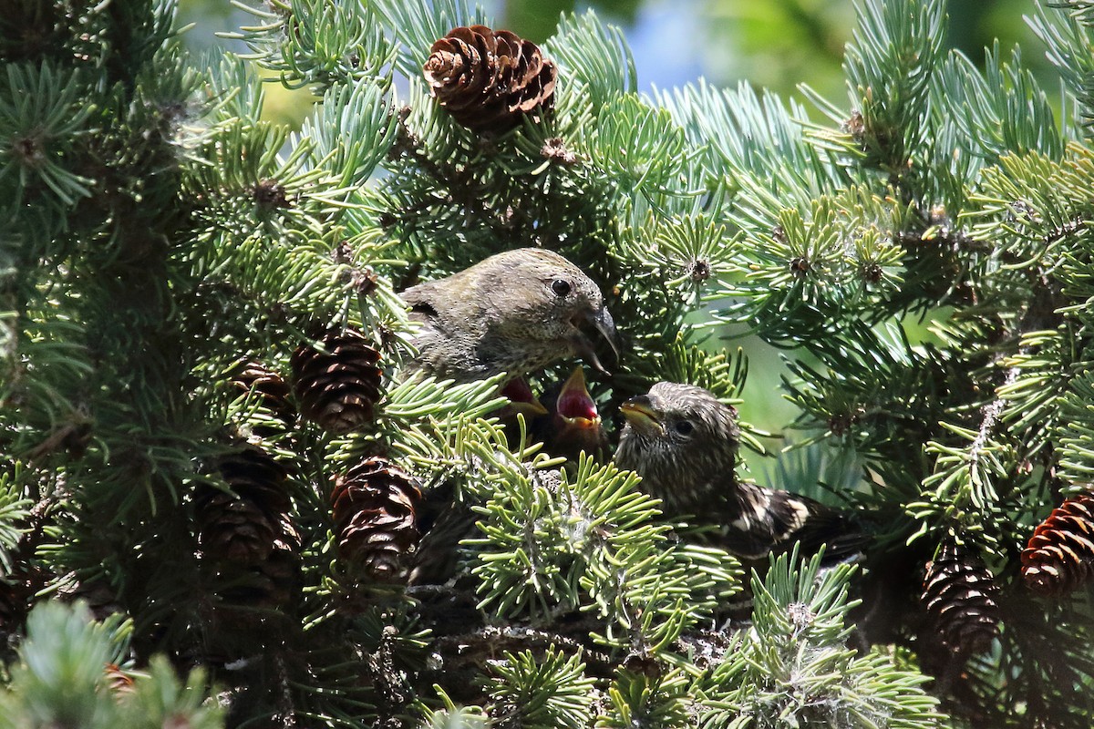 White-winged Crossbill - ML432060971