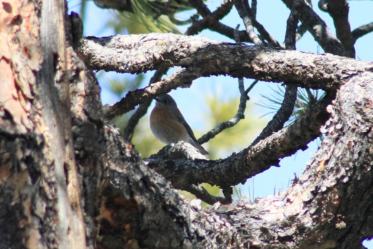 Western Bluebird - Tory Mathis