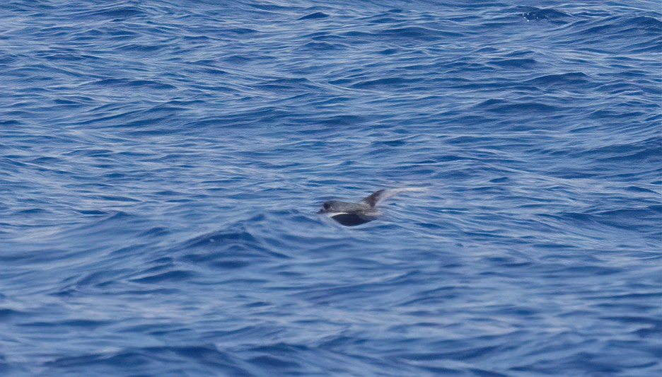 Petrel Moteado - ML432062901