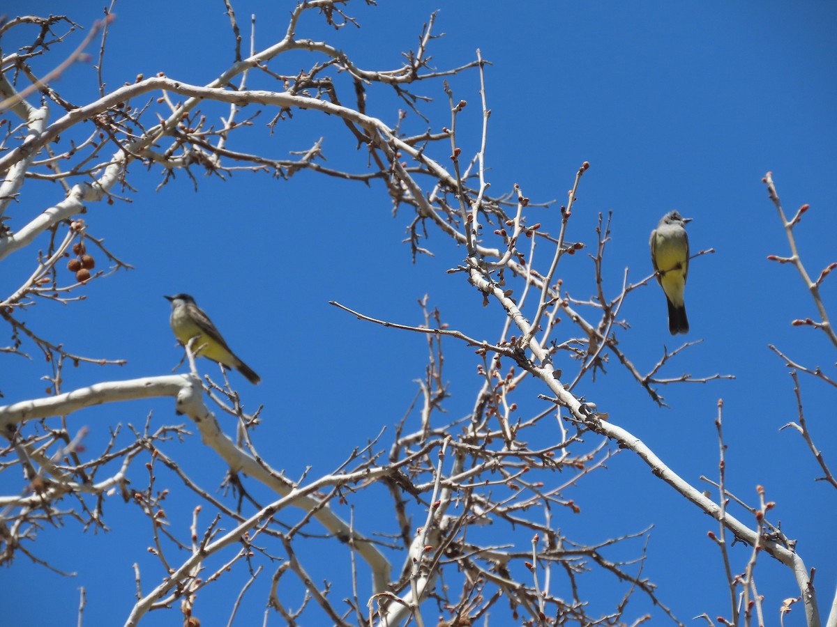 Cassin's Kingbird - ML432064461