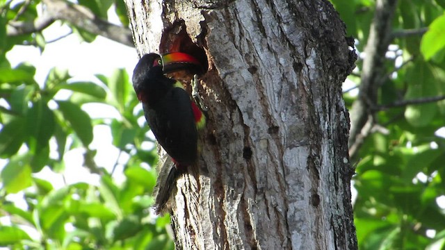 Araçari de Frantzius - ML432065201