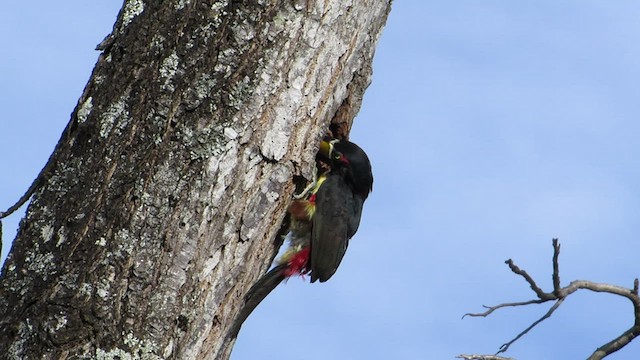 Araçari de Frantzius - ML432066771