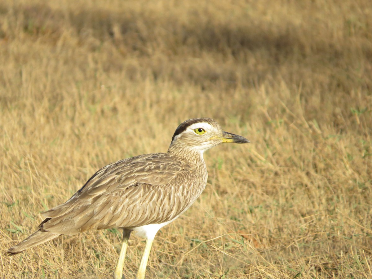 Double-striped Thick-knee - ML432068061