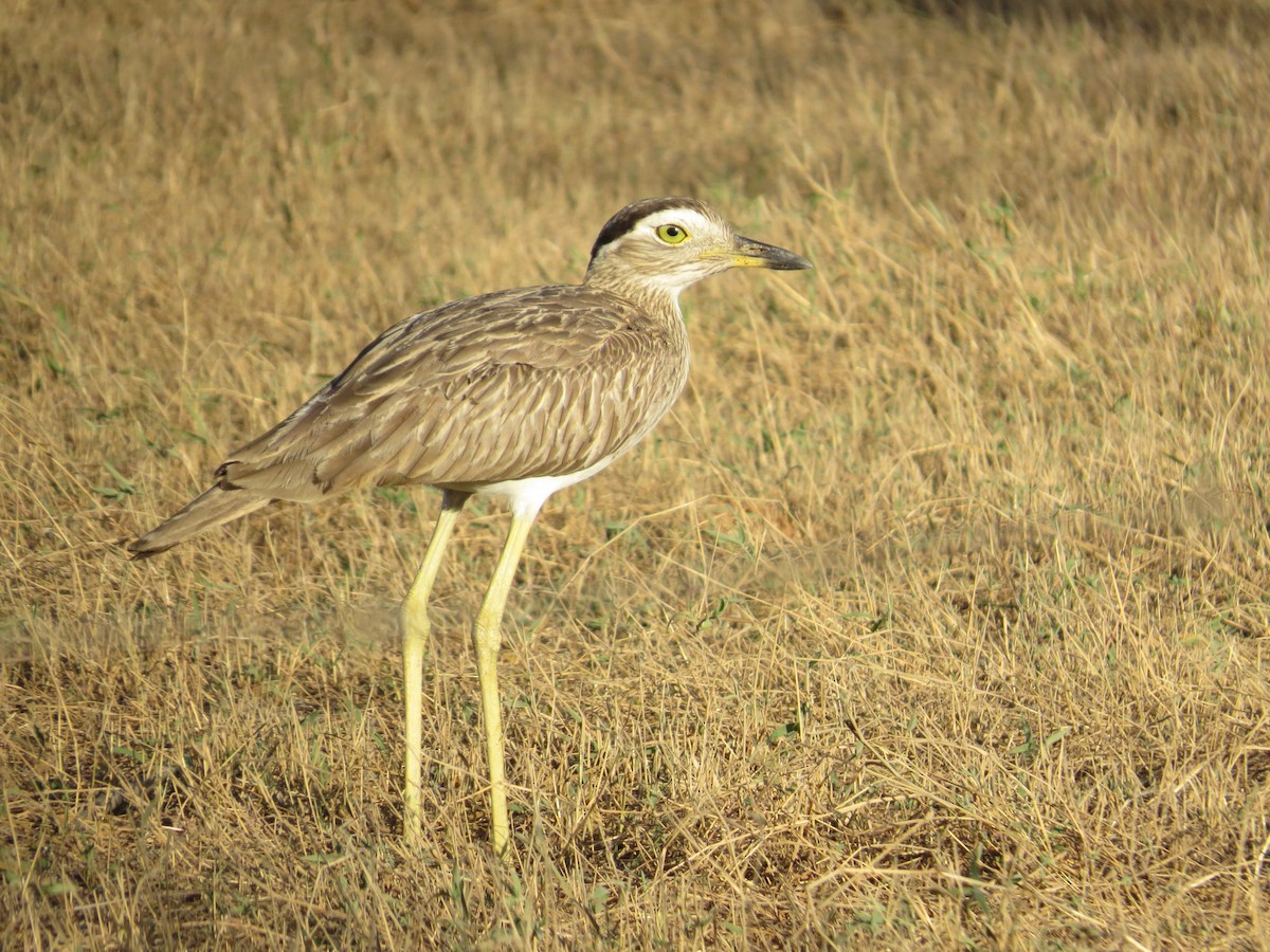 Double-striped Thick-knee - ML432068081