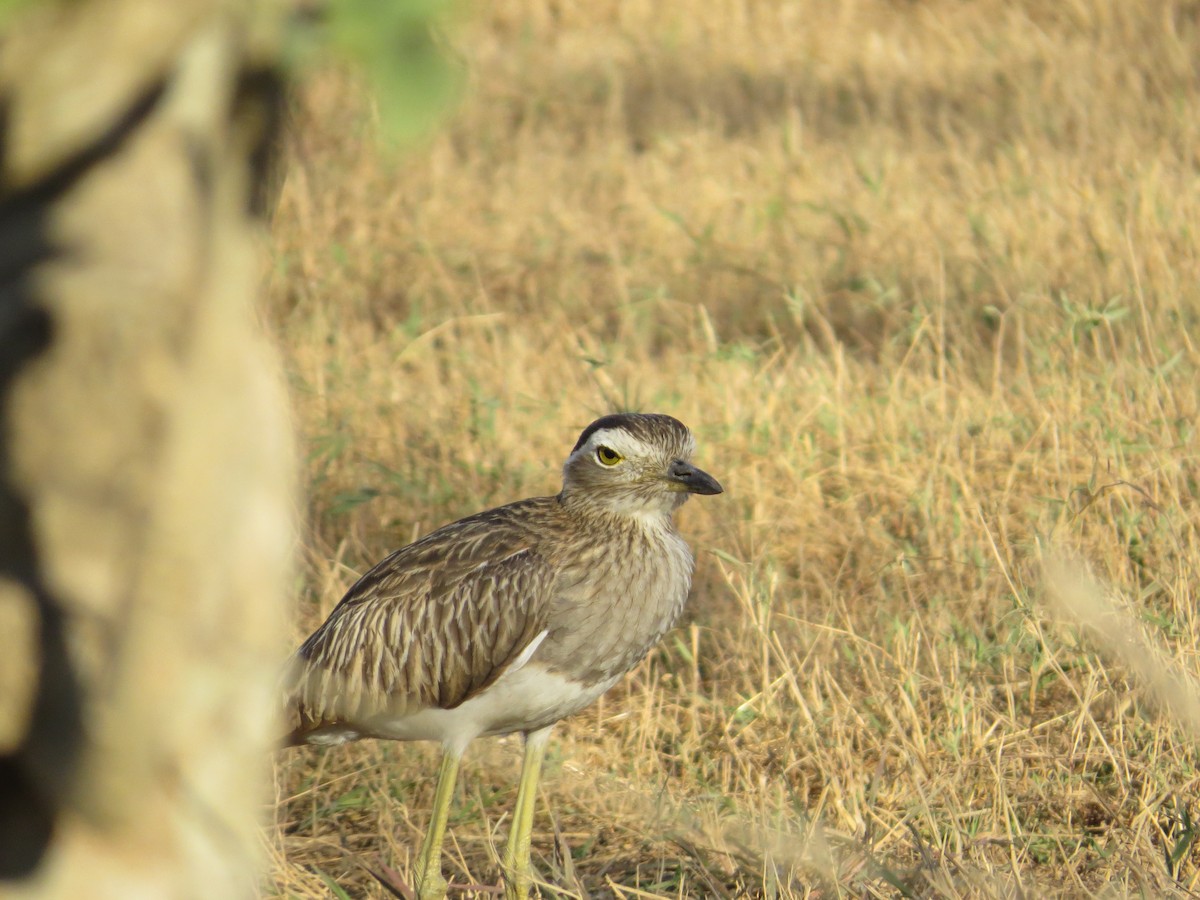 Double-striped Thick-knee - ML432068171