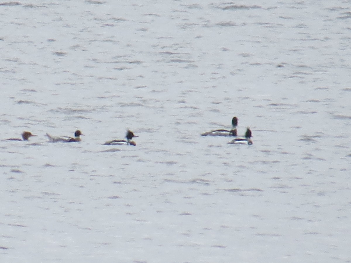 Red-breasted Merganser - ML432069531