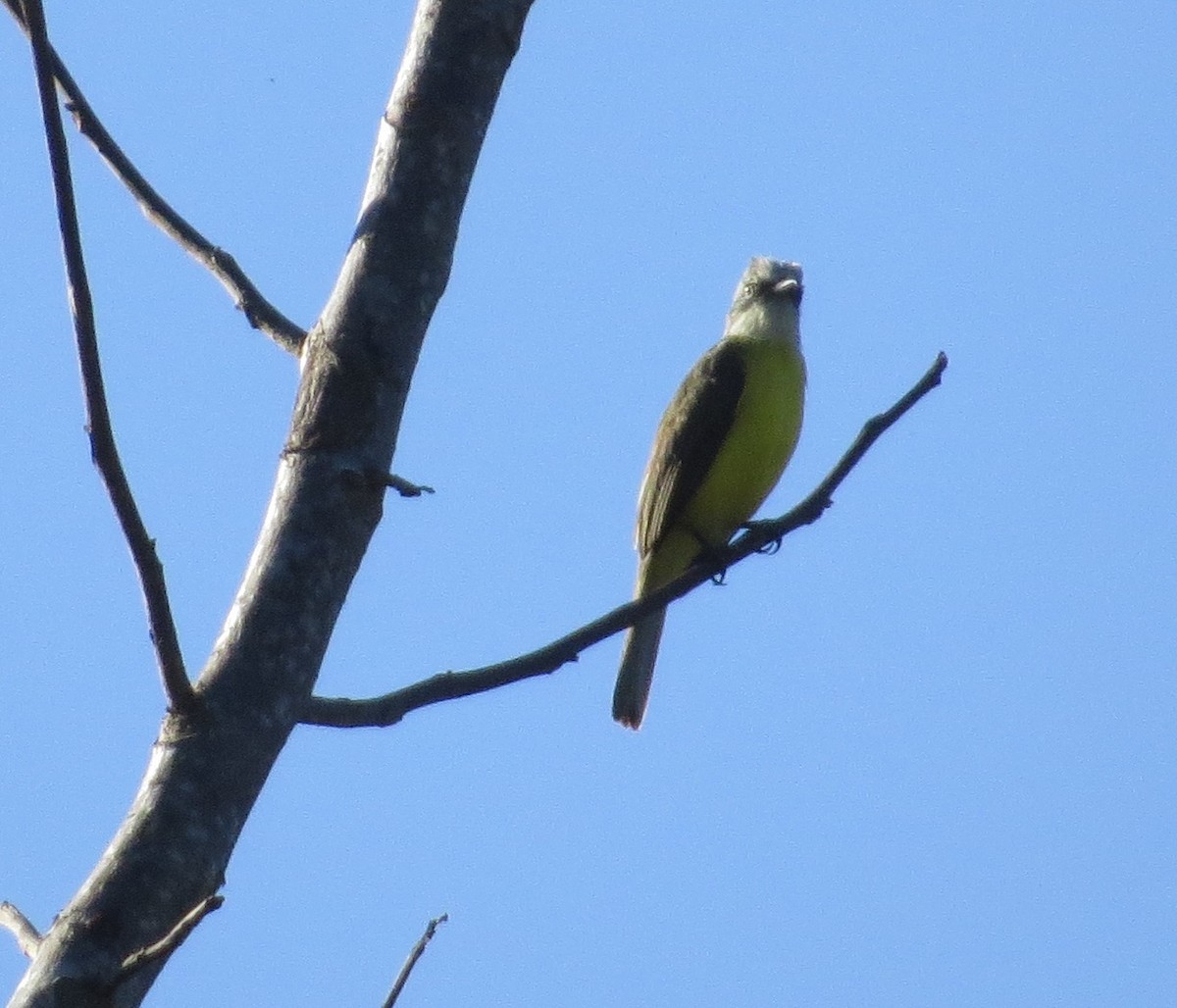 Gray-capped Flycatcher - Róger Rodríguez Bravo