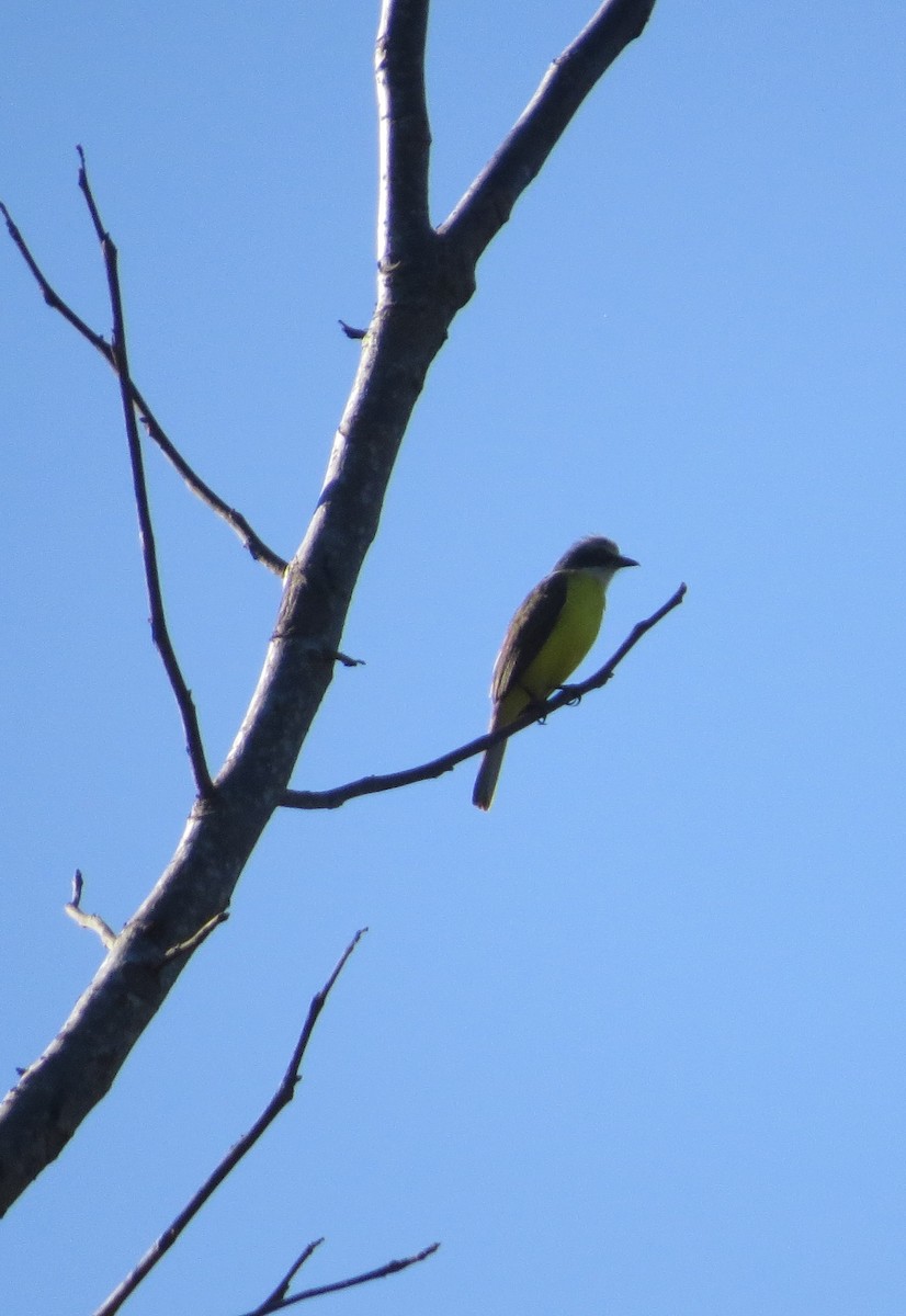 Gray-capped Flycatcher - Róger Rodríguez Bravo