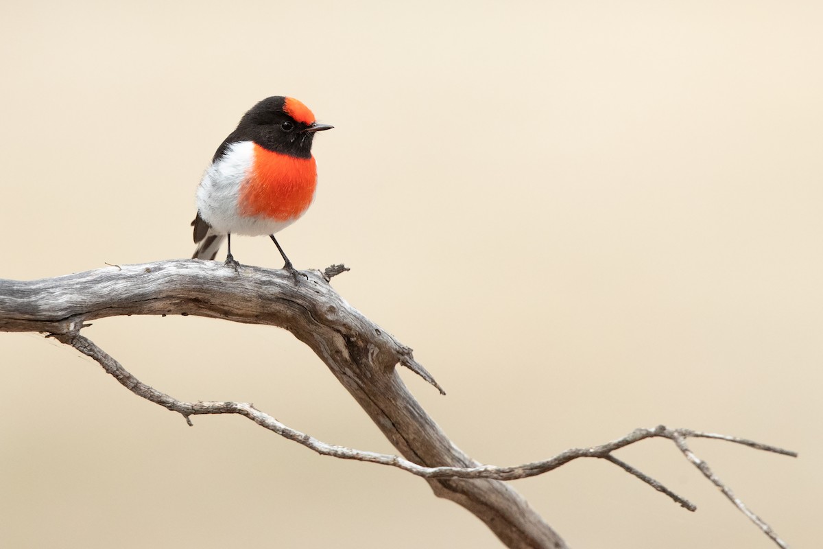 Red-capped Robin - ML432075511