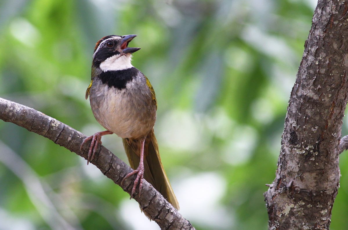 Collared Towhee - ML43207731