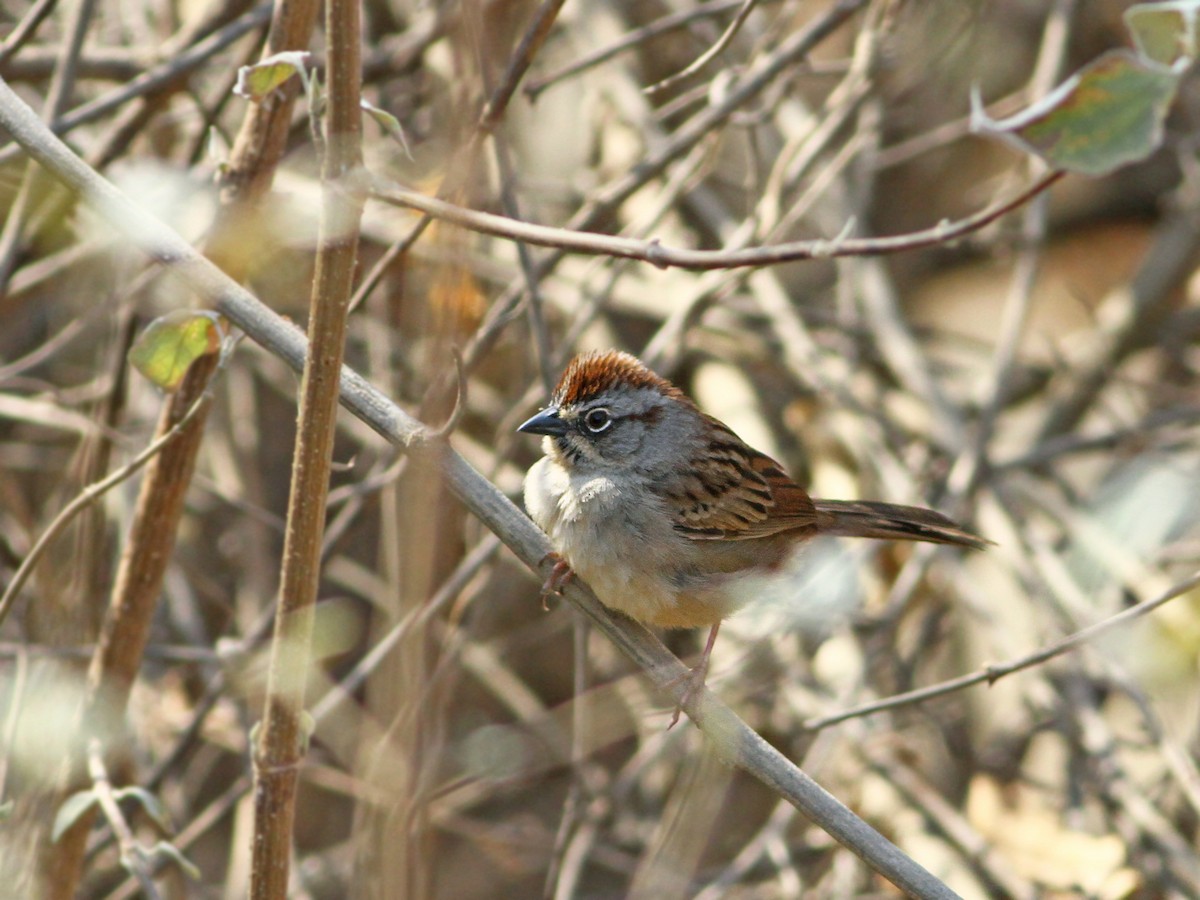 Oaxaca Sparrow - ML43207791