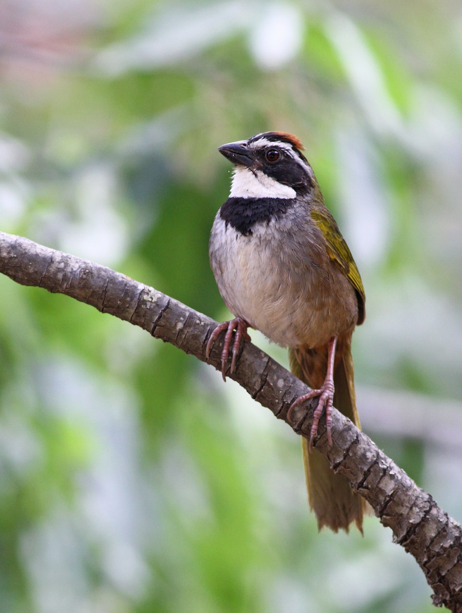 Collared Towhee - ML43207811