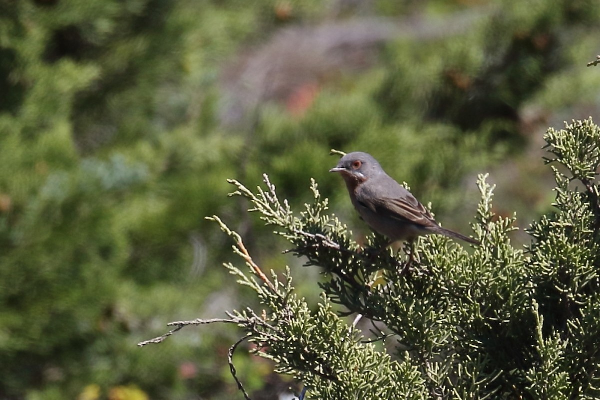 Curruca Carrasqueña Occidental - ML432078311