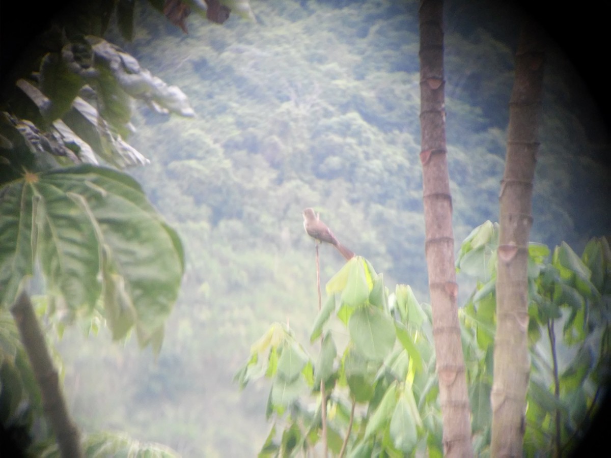 Large Elaenia - Lucas Barrera