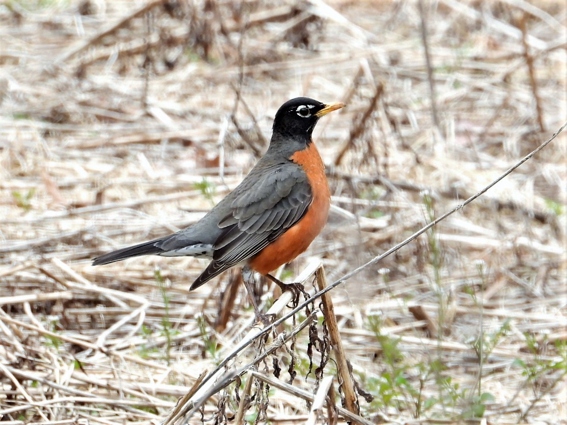 American Robin - Pete Givan