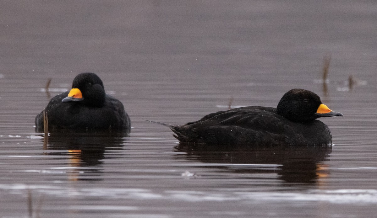 Black Scoter - Liam Huber