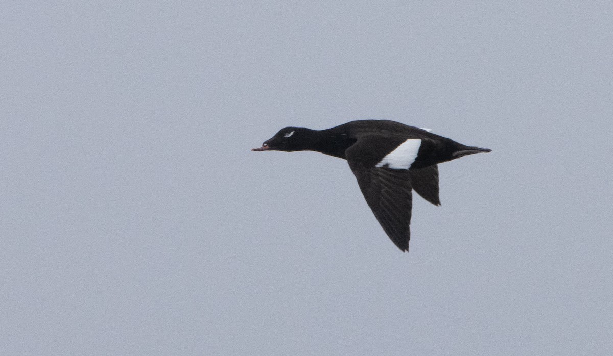 White-winged Scoter - ML432082711