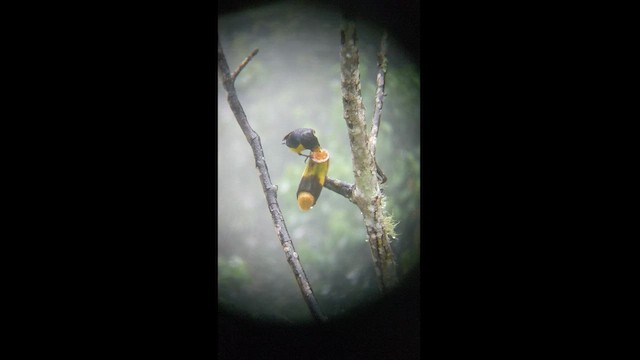 Orange-bellied Euphonia - ML432083461