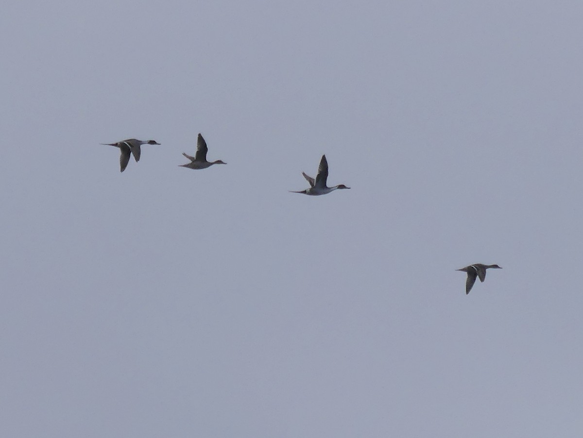 Northern Pintail - ML432084161