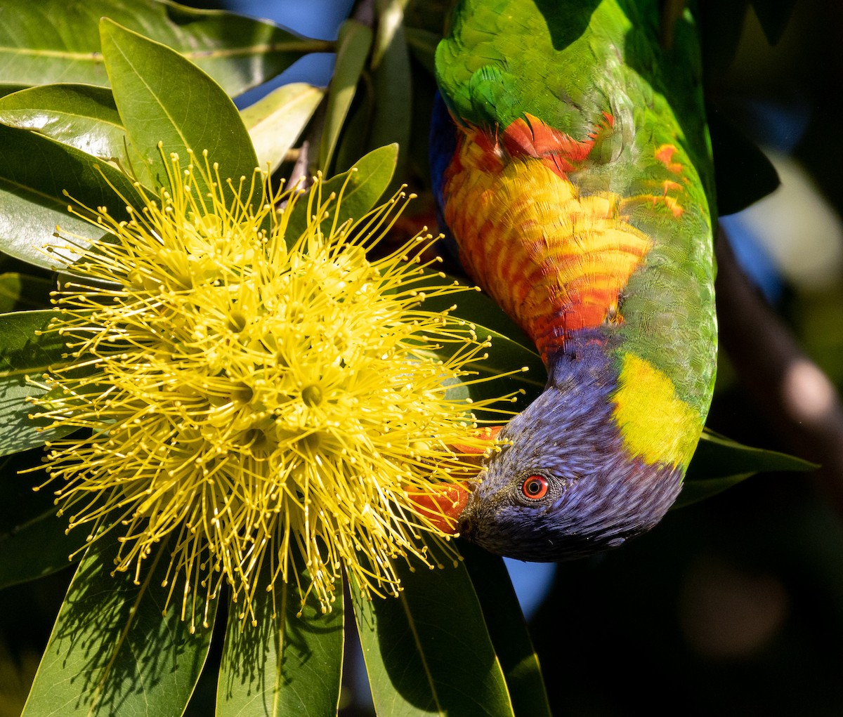 Rainbow Lorikeet - ML432084571