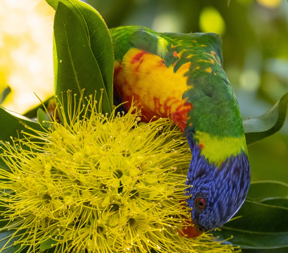 Rainbow Lorikeet - ML432084581