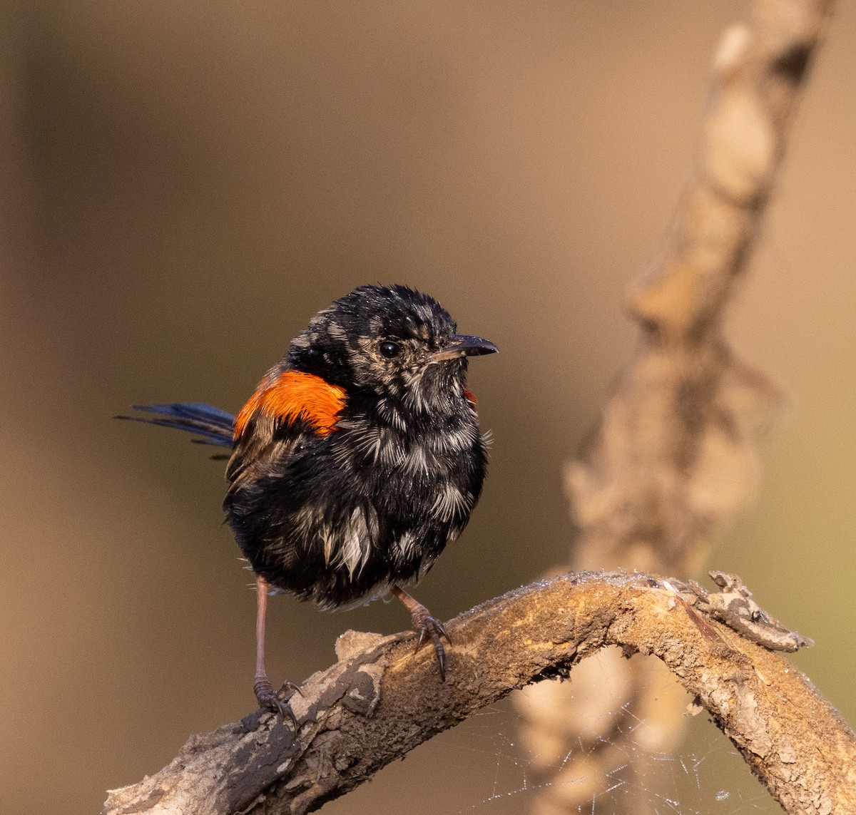 Red-backed Fairywren - ML432084601