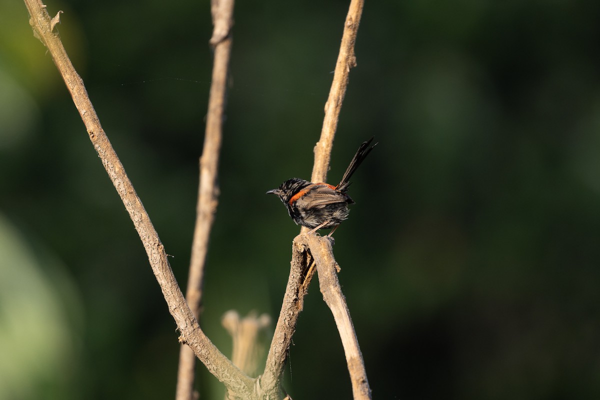 Red-backed Fairywren - ML432084611