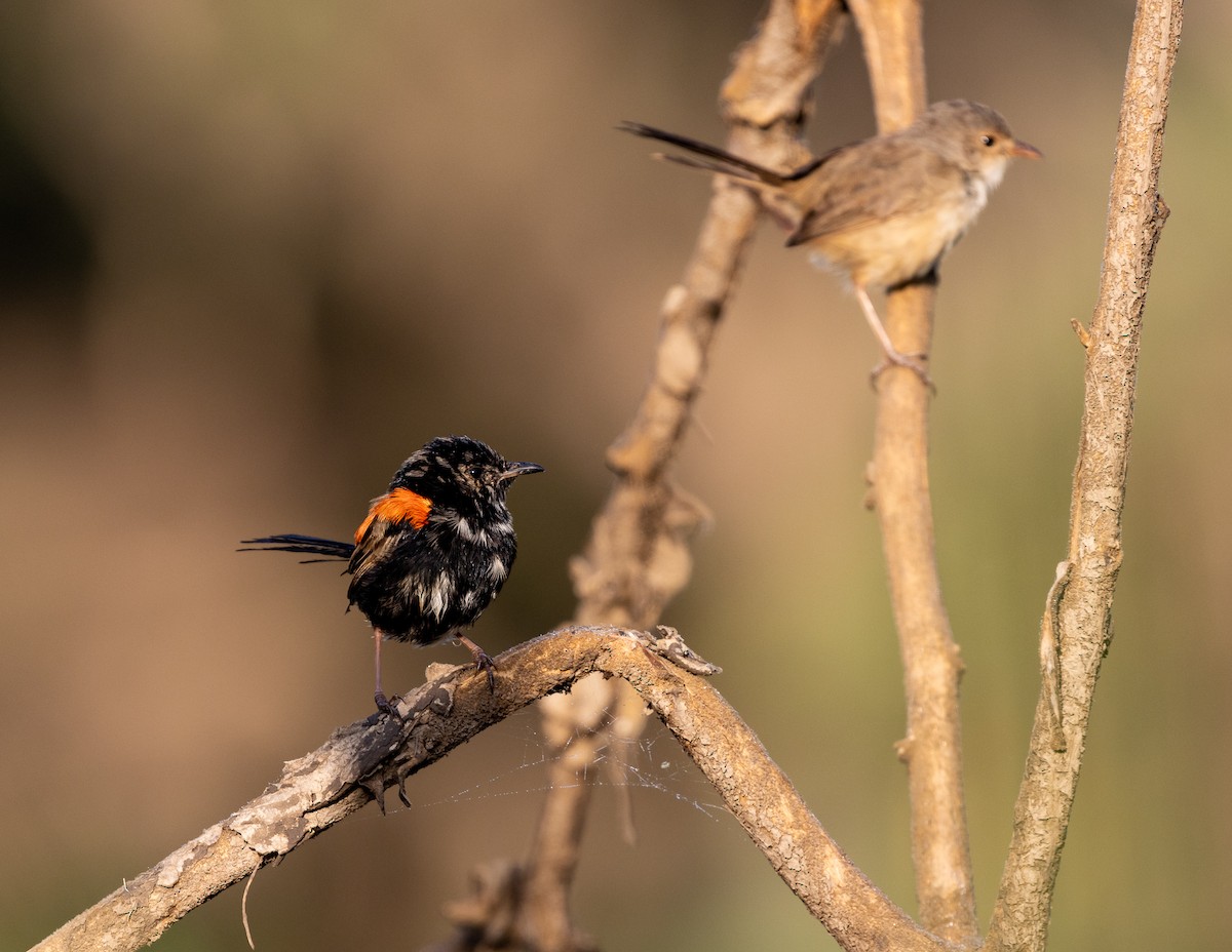 Red-backed Fairywren - ML432084621