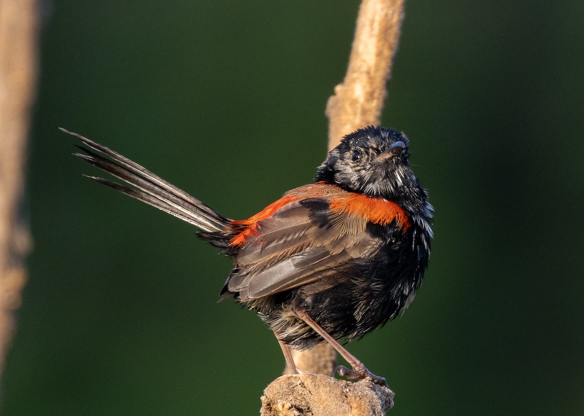 Red-backed Fairywren - ML432084641