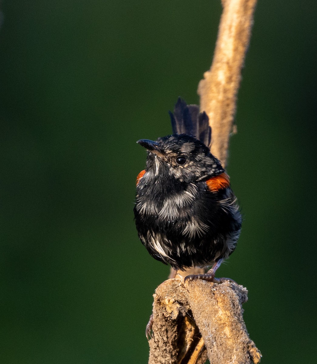 Red-backed Fairywren - ML432084651