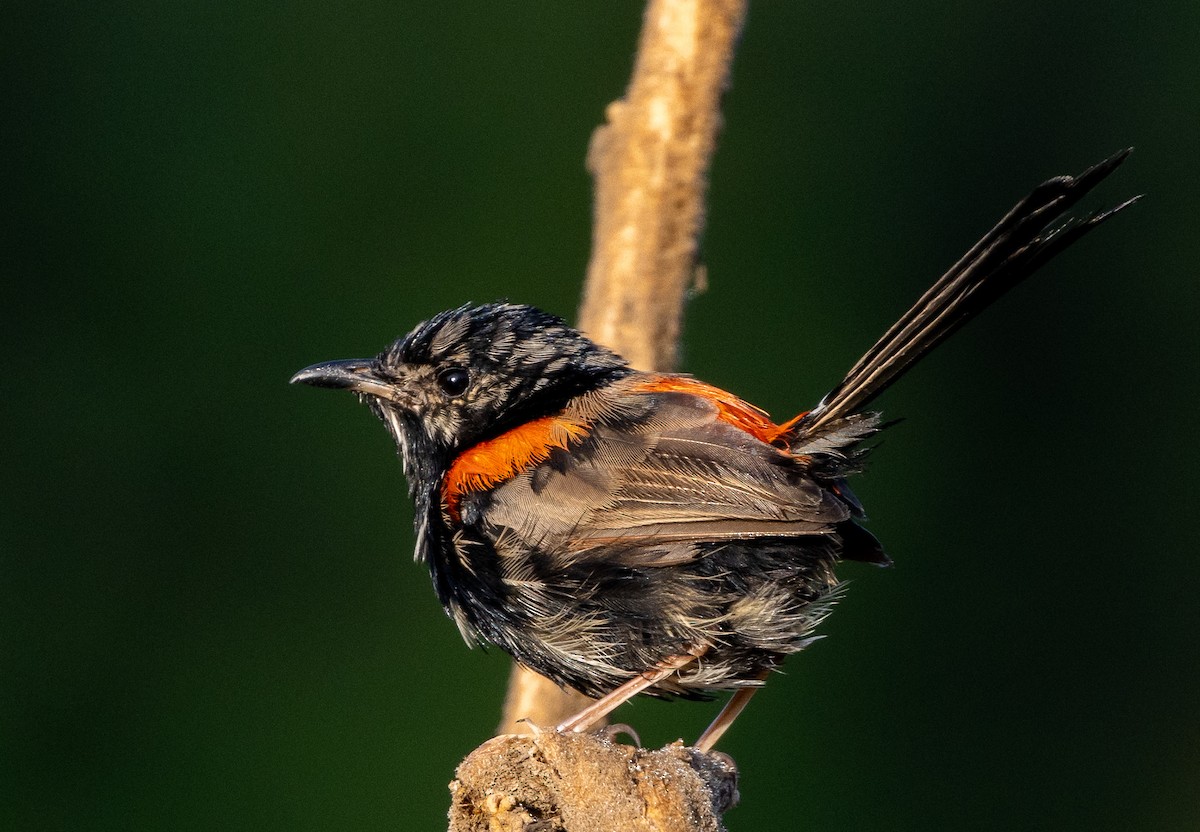 Red-backed Fairywren - ML432084661