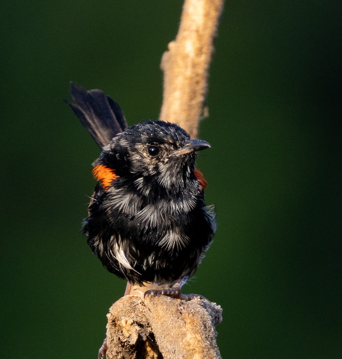 Red-backed Fairywren - ML432084671