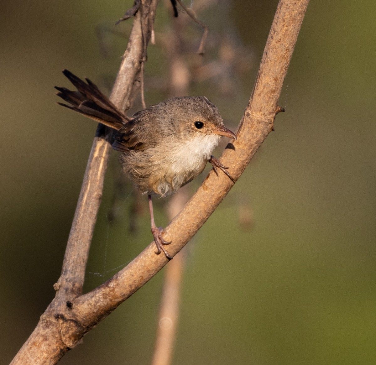 Red-backed Fairywren - ML432084681