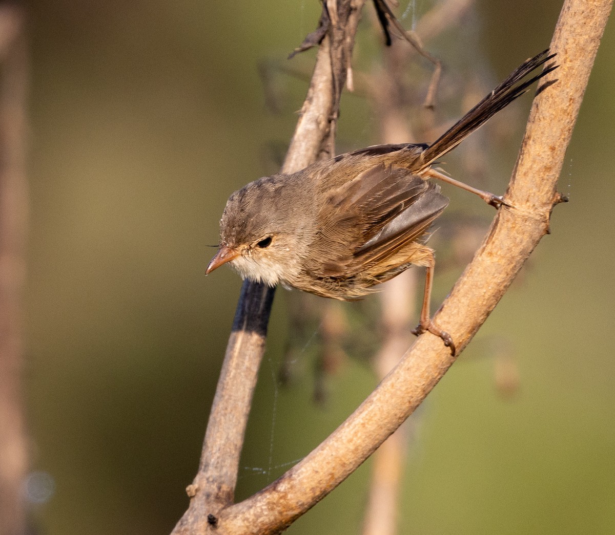 Red-backed Fairywren - ML432084701