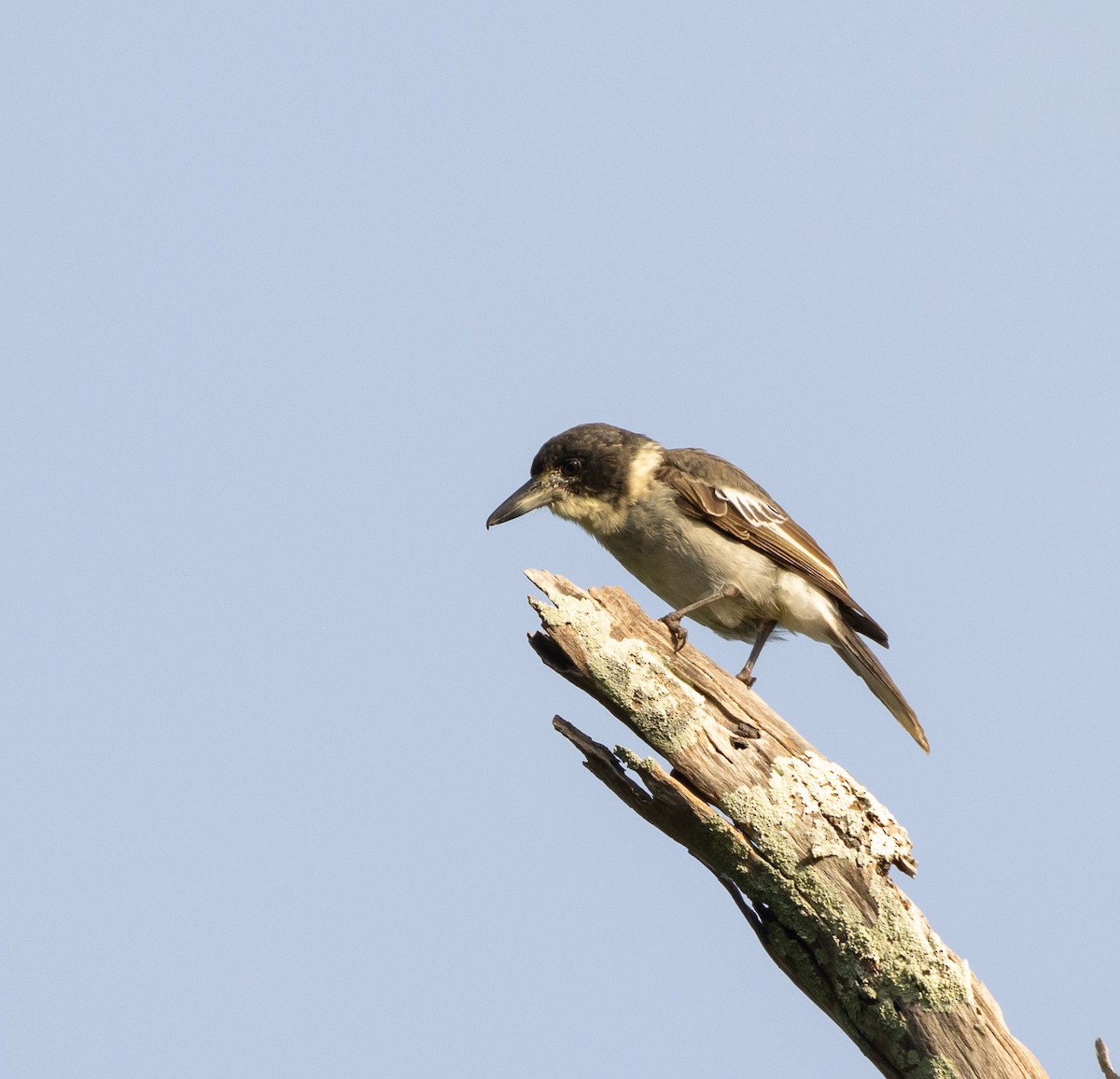 Gray Butcherbird - ML432084721