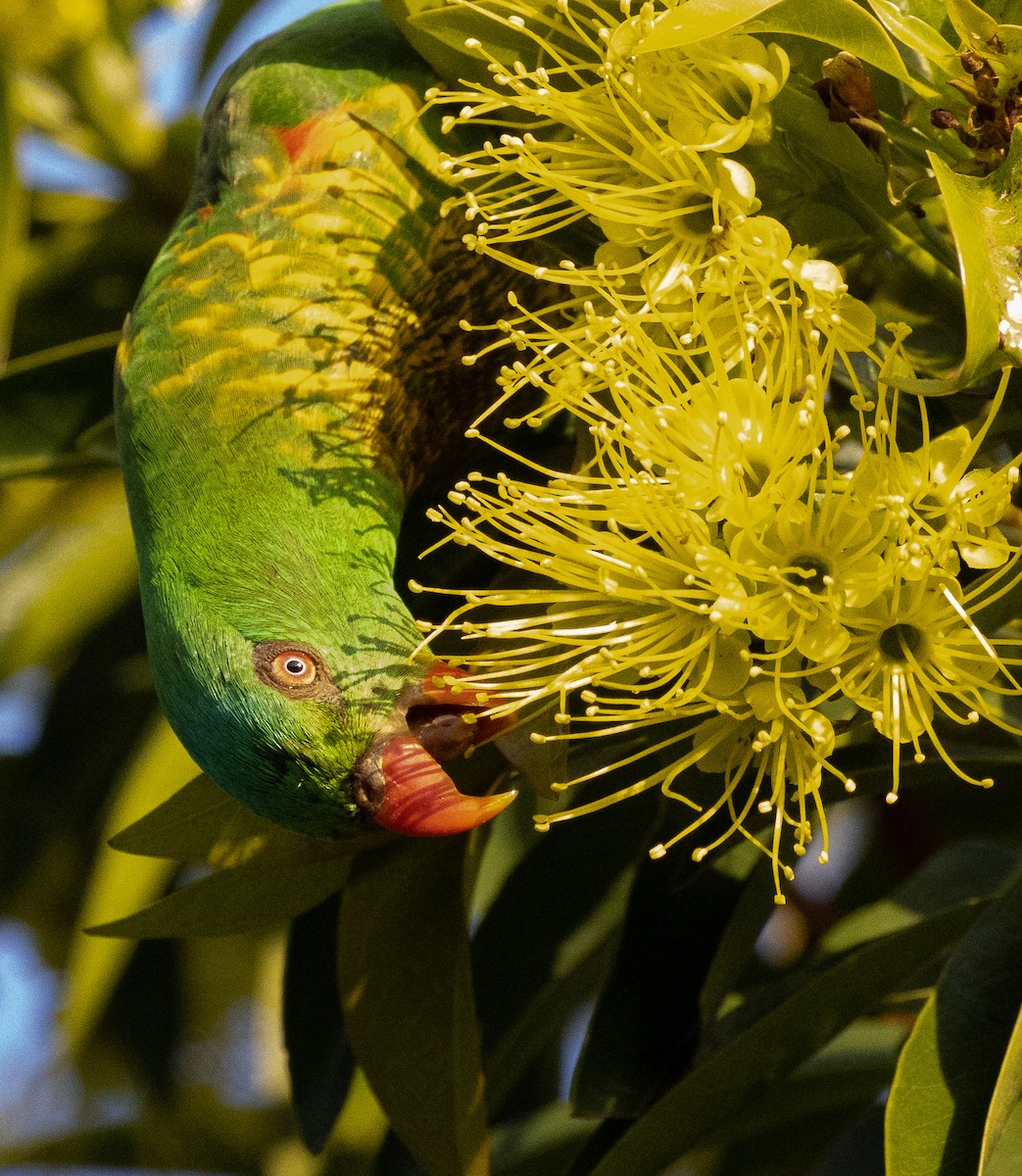 Scaly-breasted Lorikeet - ML432085291