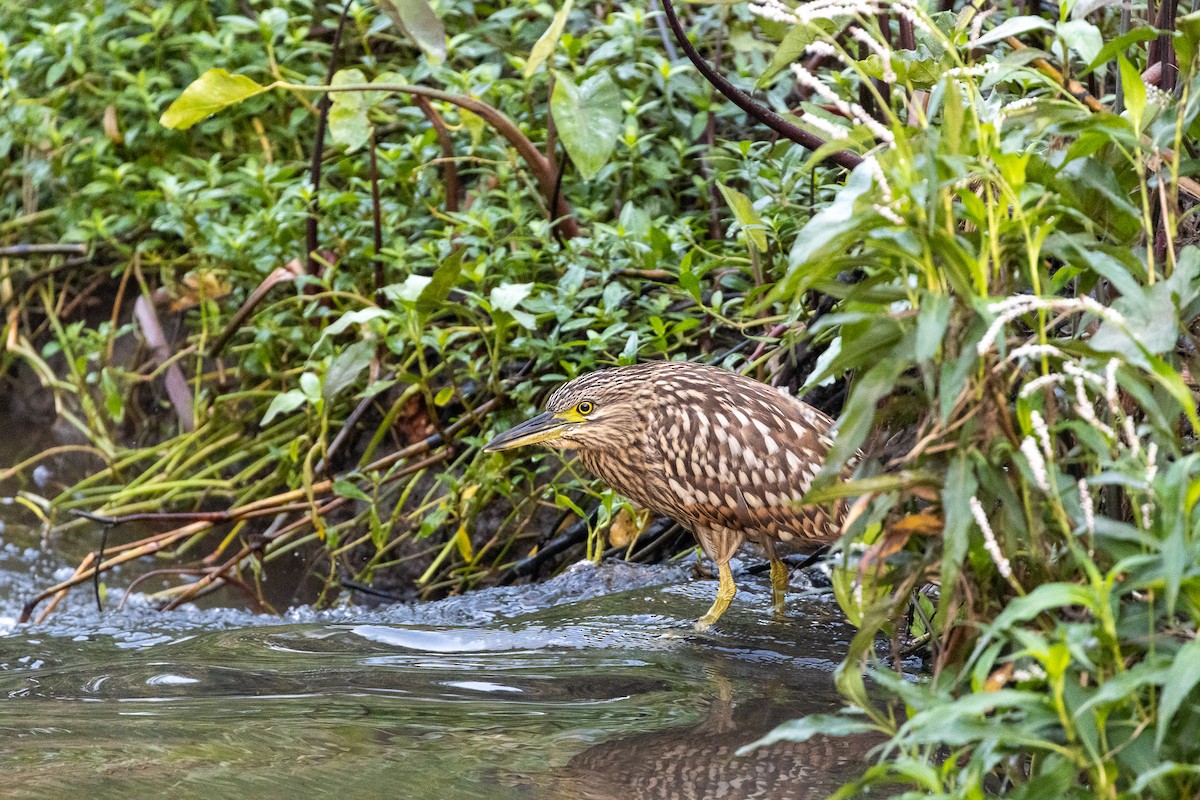 Nankeen Night Heron - ML432085321