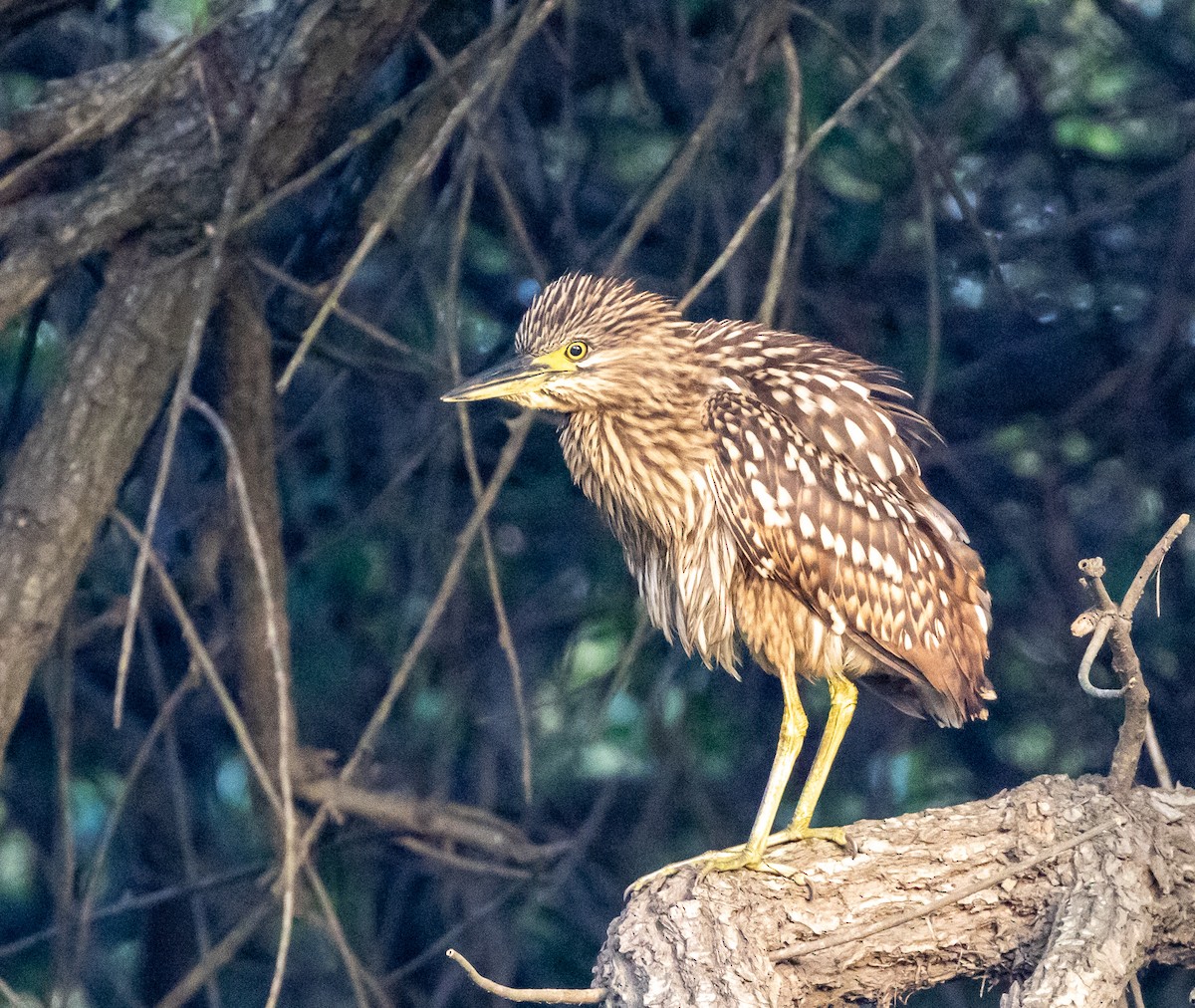 Nankeen Night Heron - ML432085331